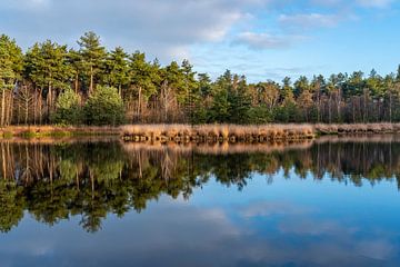 Un beau reflet dans l'eau. sur Els Oomis