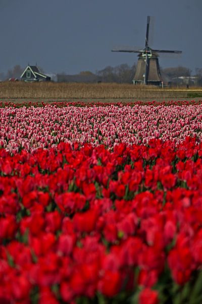 Rood met een wit randje by peterheinspictures