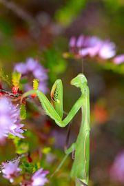 Gottesanbeterin von Thomas Jäger