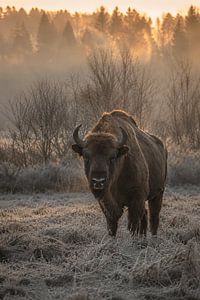 Un majestueux bison d'Europe au lever du soleil – Photographie animalière d'art