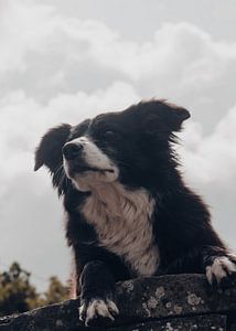 Sheepdog Border Collie