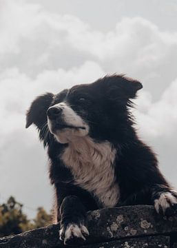 Herdershond Border Collie van Western Exposure