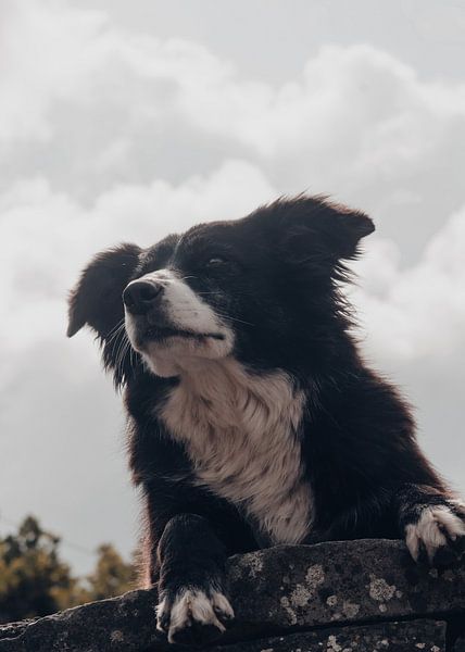 Chien de berger Border Collie par Western Exposure