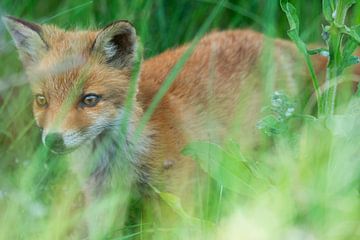 Vossen welpje op onderzoek van Louise Poortvliet