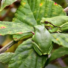 Rainettes sur Monique Verlouw