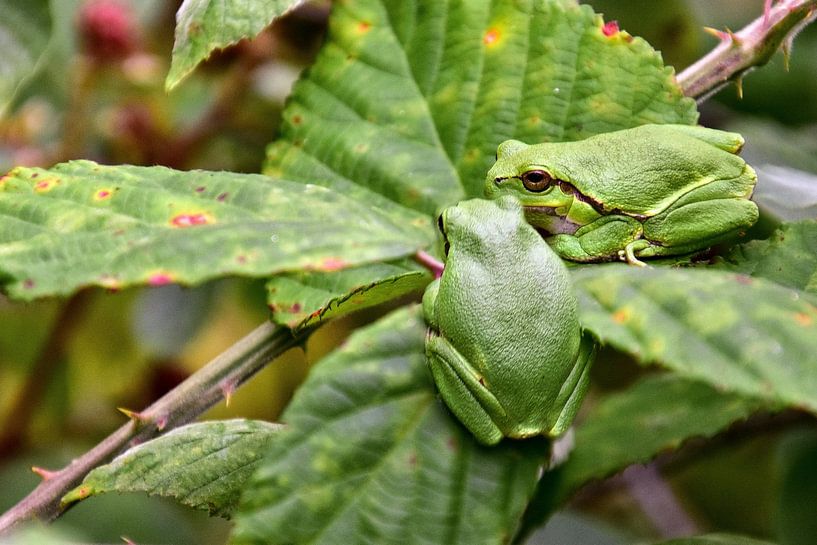 Tree frogs by Monique Verlouw