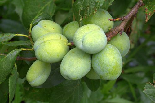 Jantje zag eens pruimen hangen