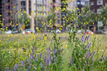 Nature in the city van Elvira Werkman