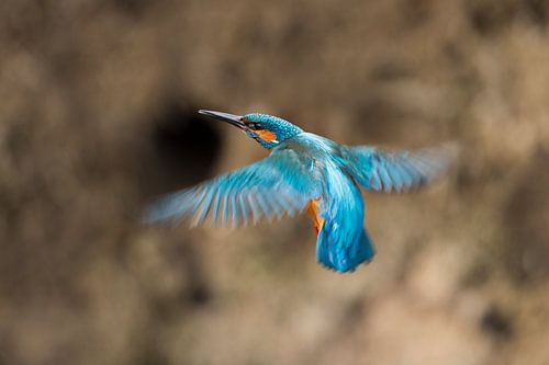 IJsvogel vliegend naar nestingang
