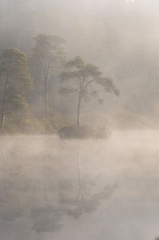 Oisterwijk fens in the morning mist