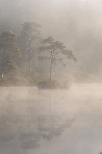 Fagnes d'Oisterwijk dans la brume du matin