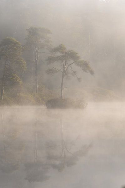 Fagnes d'Oisterwijk dans la brume du matin par Miranda Geerts Art