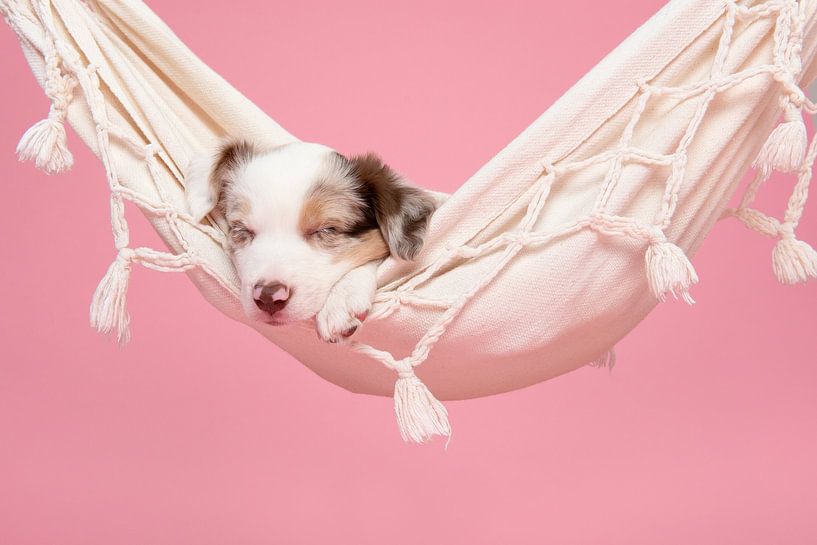 Puppy in a hammock by Elles Rijsdijk