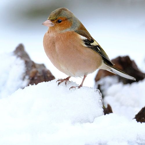 Vink in de sneeuw