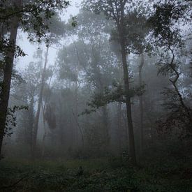 Wald im Nebel von RM Photographics