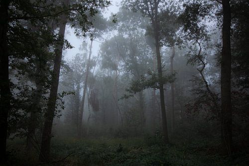 Forêt dans le brouillard