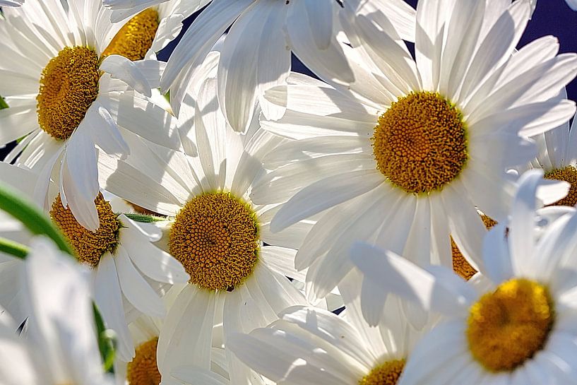 Große Margeriten von Eduard Lamping