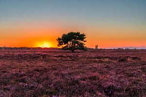 L'arbre solitaire sur la lande (0163)