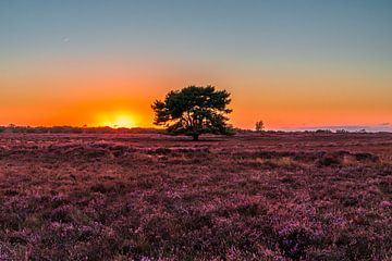 Der einsame Baum auf der Heide (0163) von Reezyard