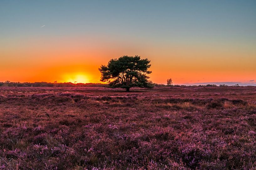 The lone tree on the heath (0163) by Reezyard
