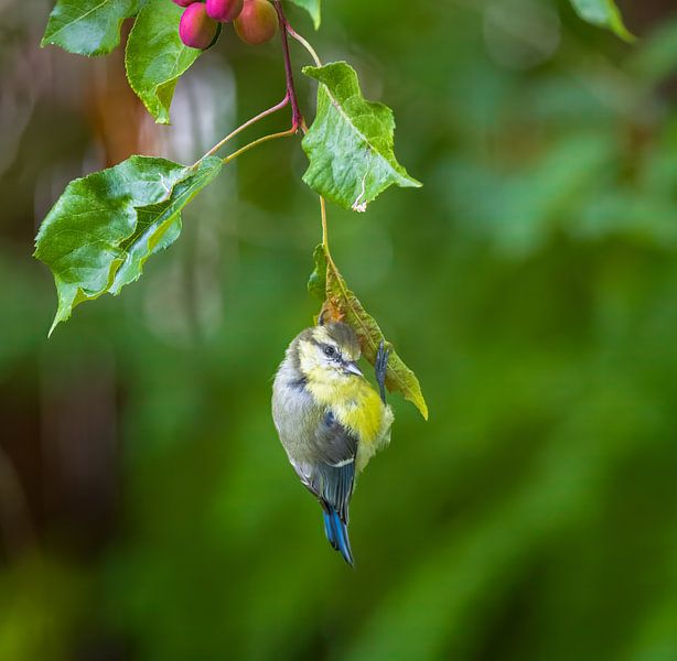 Blue tit hangs acrobatically on a branch by ManfredFotos