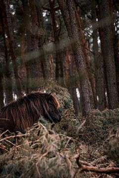 Dark Beauty in the Forest Horse in a Mystical Forest setting by Femke Ketelaar