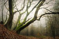 Misty Forest, Speulder Forest