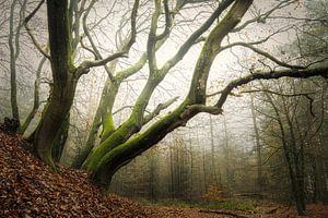 Misty Forest | Speulderbos