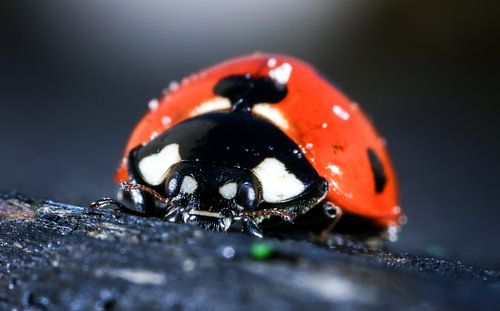 Lieveheersbeestje macro