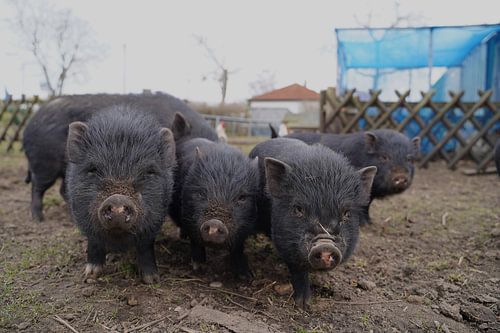 1 jaar oude minivarkens in de tuin
