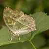 Forest Mother-of-Pearl  (bosparelmoervlinder) op een blad van Tanja van Beuningen