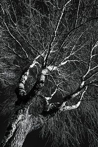 Tronc et branches de bouleau en hiver en noir et blanc sur Dieter Walther