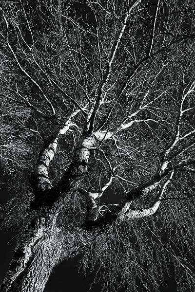 Stam en takken van een berk in de winter in zwart-wit van Dieter Walther