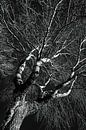 Stam en takken van een berk in de winter in zwart-wit van Dieter Walther thumbnail