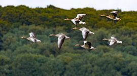 geese in flight, Heteren, netherlands by Johan Swaneveld
