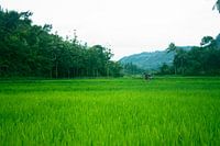 Groene rijstveld in Indonesië