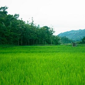 Groene rijstveld in Indonesië sur André van Bel