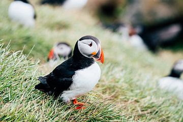 Puffin Iceland by Suzanne Spijkers
