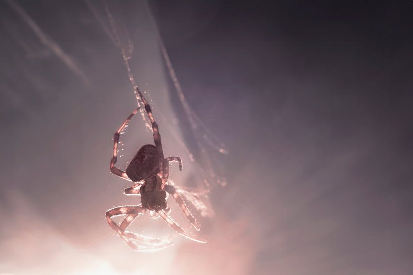 Macro photo of Cross spider in Sunlight: Natural Beauty - Detailed Nature Photography by Elianne van Turennout
