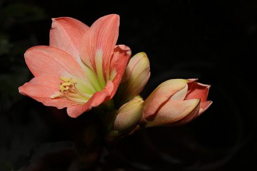 Amaryllis