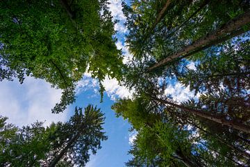 Black Forest Germany blue sky between huge tree trunks at glade by adventure-photos