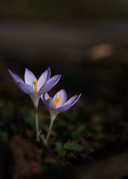 The Crocus by Fotos by Angelique