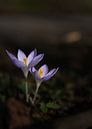The Crocus by Fotos by Angelique thumbnail