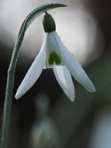 Tau Schneeglöckchen