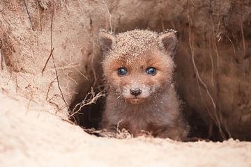 Adorable fox cub by Roeselien Raimond