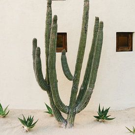 Cabo Cactus IX van Bethany Young Photography