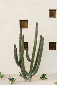 Cabo Cactus IX by Bethany Young Photography