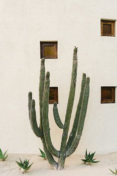 Cabo Cactus IX