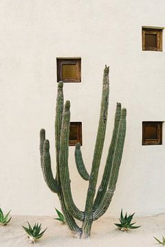 Cabo Cactus IX van Bethany Young Photography