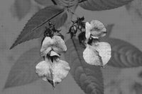 Wild orchid 